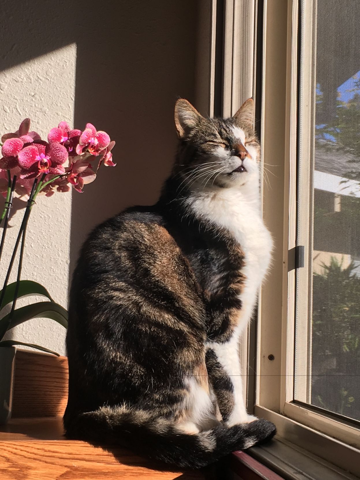 Ziggy